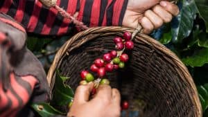 what is organic coffee