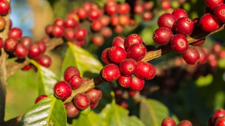 What Is Coffee Cherry? 3 Insightful Tips